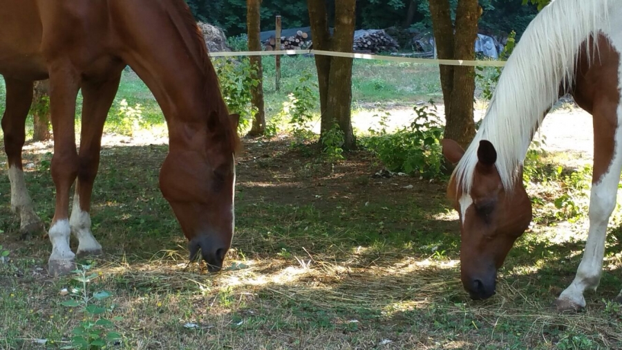 il cavallo a terra